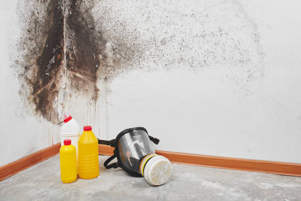 Best Mold Remediation Services  in Southfield, MI