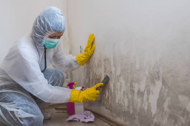 Best Residential Mold Removal  in Southfield, MI