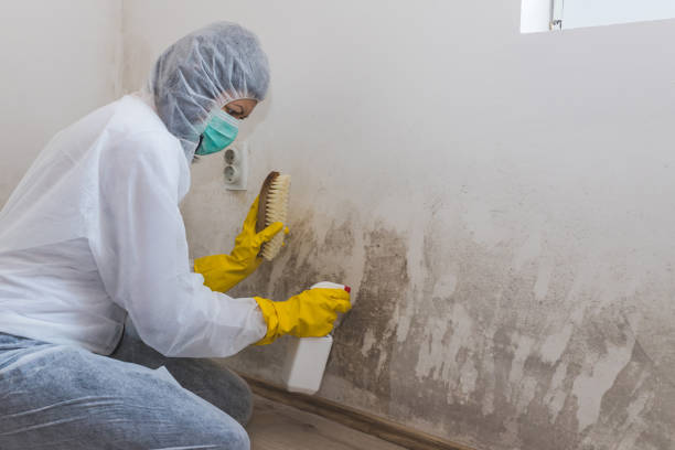 Best Toxic Mold Removal  in Southfield, MI