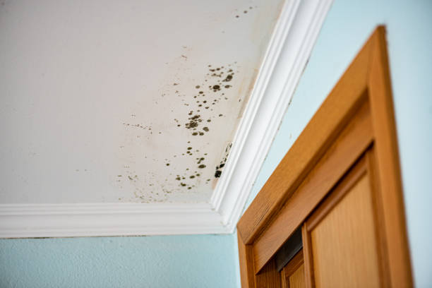 Best Home Mold Removal  in Southfield, MI