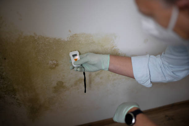 Best Mold Remediation  in Southfield, MI