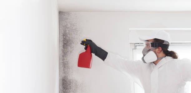 Best Mold Removal Company Near Me  in Southfield, MI