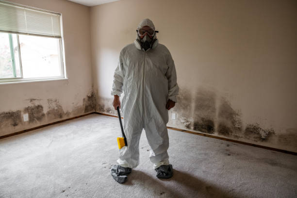 Best Mold Damage Repair  in Southfield, MI