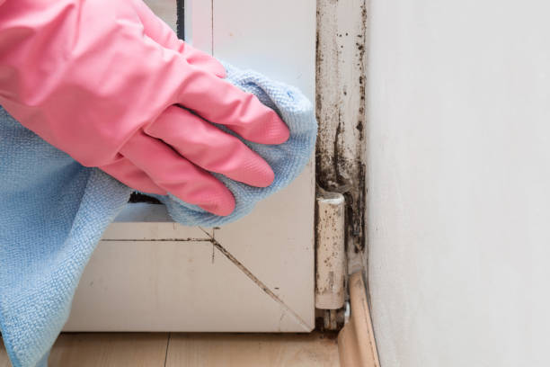 Best Black Mold Removal  in Southfield, MI