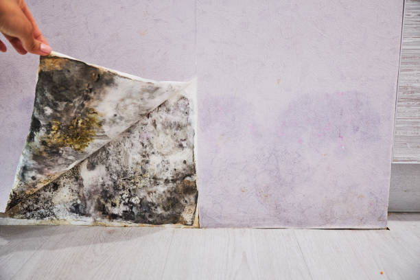 Best Fast Mold Removal  in Southfield, MI